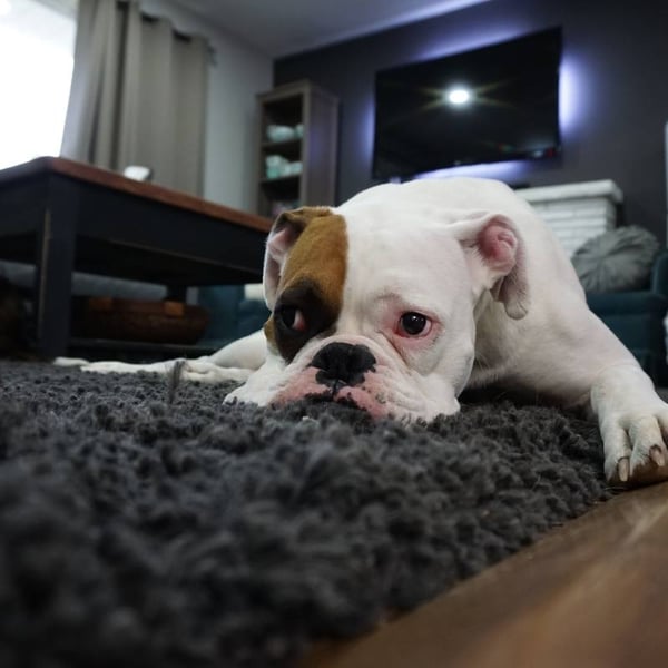 dog on rug over wooden floor to save energy