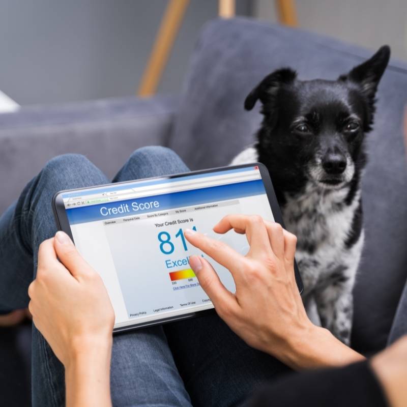 woman's hands checking credit score on tablet next to dog on couch