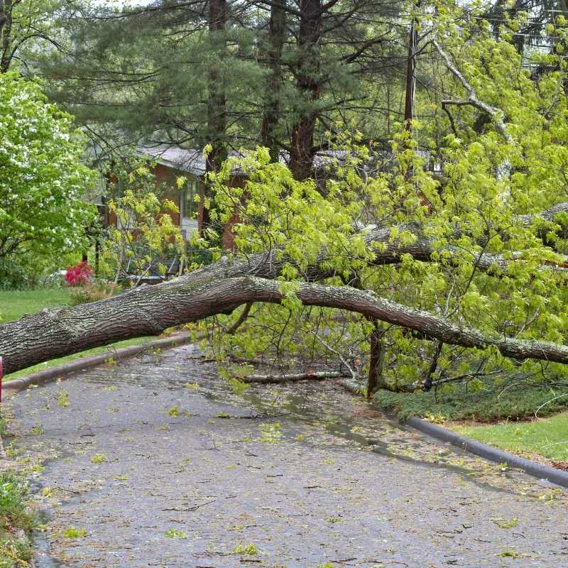large tree limb across road
