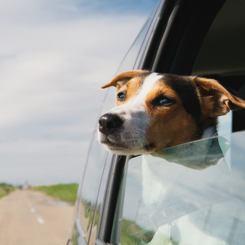 A closeup of a car on a road with a dog's head happily sticking out of the halfway rolled-down window. 