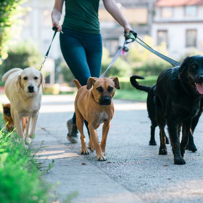 woman walking three dogs