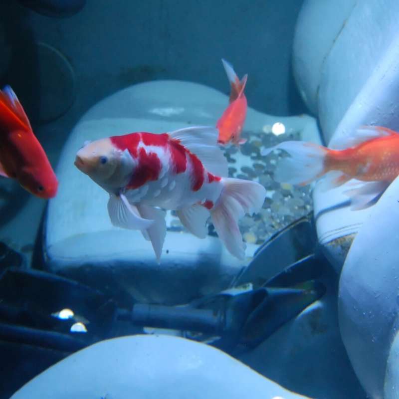 fish swimming around car underwater auto loan